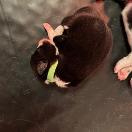 Border Collie Puppies from Hounds of Rabbit Hill