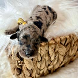 Alanis - Merle female Cockapoo puppy in Denver, Pennsylvania from Greenview Puppies