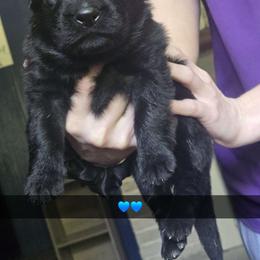 Blue collar - Black male German Shepherd puppy in Bethel, Ohio from Hughes shepherds