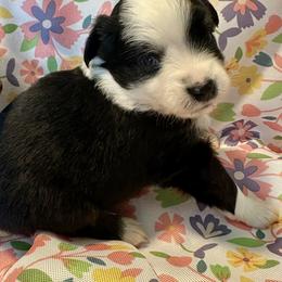 Blossom - Black tri male Miniature Australian Shepherd puppy in Port Saint Lucie, Florida from Charlene Brannon's Mini Australian Shepherds