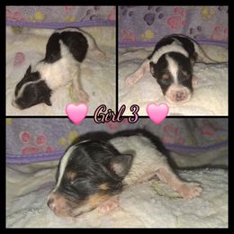 Calypso - Parti female Miniature Schnauzer puppy in Bloomington, California from Michael's Minis