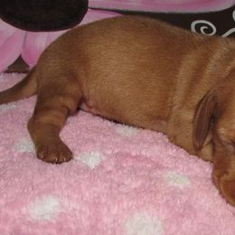 Dachshunds from Jarvis Dachshunds