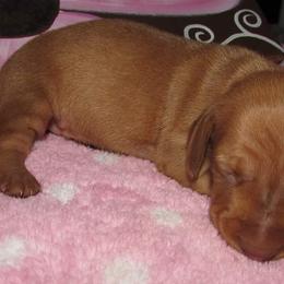 Dachshunds from Jarvis Dachshunds