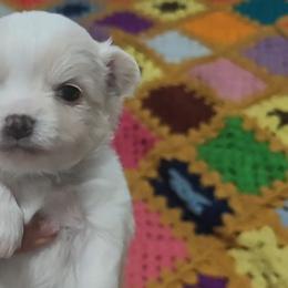 Sandz - Cream and white male Chihuahua puppy in Gray, Louisiana from Chi Chi's Place LLC