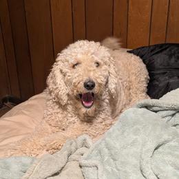 Apollo - Cream male Goldendoodle puppy in Water Valley, Mississippi from Olympian Doodles