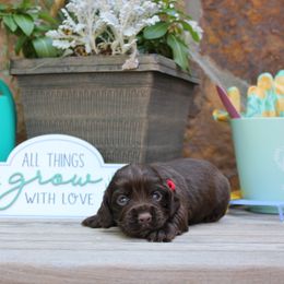 Red Collar - Liver female English Cocker Spaniel puppy in Ohatchee, Alabama from Otter Creek Kennels