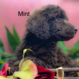 Mint - Brown male Poodle puppy in Greenville, North Carolina from Grace Poodles