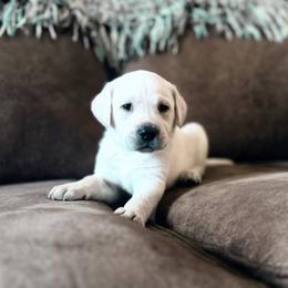 Arrow - Yellow male Labrador Retriever puppy in Sweet Home, Oregon from Knotty Creek Labradors