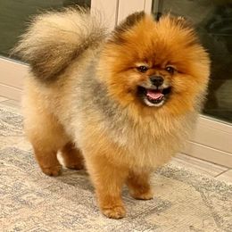 Obi-Wan - Pomeranian