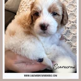 Scarecrow - Red male Australian Labradoodle puppy in Eagle Mountain, Utah from Lake Mountain Doodle