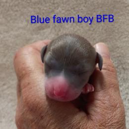 BFB - Blue fawn male Italian Greyhound puppy in Babson Park, Florida from Quality Italian Greyhounds