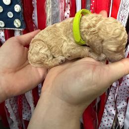 Girl 5 - Apricot female Poodle puppy in Fairfield, North Carolina from Leaning T Ranch