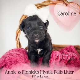 Caroline - Black Yorkipoo puppy in Cleveland, Tennessee from Edgewater Doodles & Designer Pups