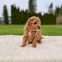 Sugar - Apricot female Goldendoodle puppy in Battleground, Washington from Doodles Delight PNW