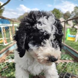 Assorted Doodle Crosses, Aussiedoodle, Cockapoo, and Poodle Puppies from Lucky Pup Meadows