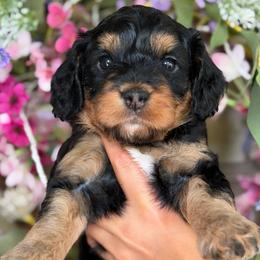 Lamb chop - female Bernedoodle puppy in Yuciapa, California from AlltheDoodlez_