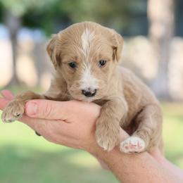 Goldendoodle Puppies from Dolly Doodle’s Doodles
