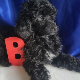 Poodle Puppies from Bobbies poodles