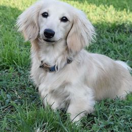Dachshund All Grown Up from Shoebox Doxie’s