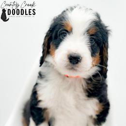 OMER - Tri-color male Bernedoodle puppy in Tipton, Indiana from Country Creek Doodles