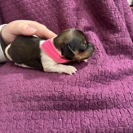 Reba - Red female Dachshund puppy in Clovis, New Mexico from ODell's Dachshunds