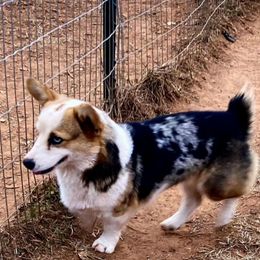 Sassy - American Corgi