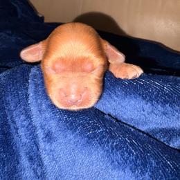 River - Red female Cavapoo puppy in El Sobrante, California from Mckendra's Legacy
