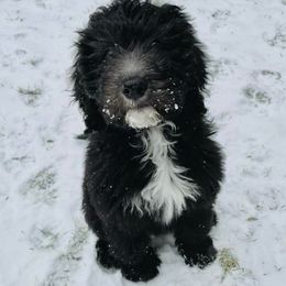Bernedoodles, Old English Sheepdogs, and Sheepadoodles from American Doodles