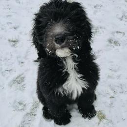 Bernedoodles, Old English Sheepdogs, and Sheepadoodles from American Doodles