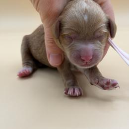 Light Pink - Red female Australian Labradoodle puppy in Sacramento, California from Adorable Labradoodle