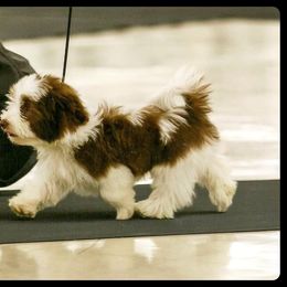 Havanese and Shih Tzu Puppies from Locust Creek Shih Tzu & Havanese