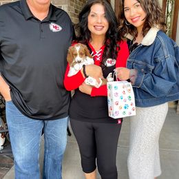 Goldendoodle Puppies from Halo Doodles