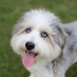 Shiloh - Bernedoodle