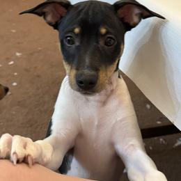 George - Rat Terrier puppy from Kelly’s Ratters