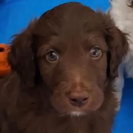 Duke - Brown and white male Aussiedoodle puppy in Grand Saline, Texas from Aussies Acre