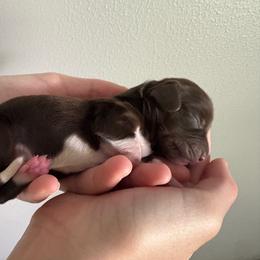 Ella - Piebald female Dachshund puppy in Lafayette, Louisiana from Andrepont Dachshunds
