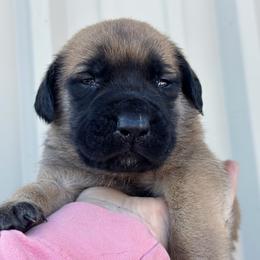 Karai - Fawn female Mastiff puppy in Wewoka, Oklahoma from P Diamond Mastiffs