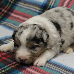 Mia - Blue merle female Australian Shepherd puppy in Kansas, Oklahoma from Windy G Farm