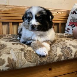 Dasher - Blue merle male Australian Shepherd puppy in Albany, Kentucky from Blue Creek Aussies