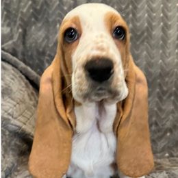 Light blue -Teal collar - 3,550.00 - Lemon and white female Basset Hound puppy in Columbia, South Carolina from Pawmetto Hounds