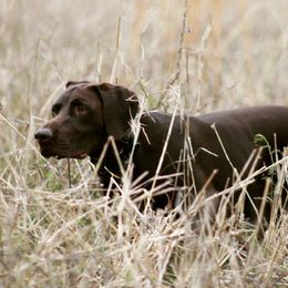 German Shorthaired Pointers and Rhodesian Ridgebacks from Kandarin Kennels