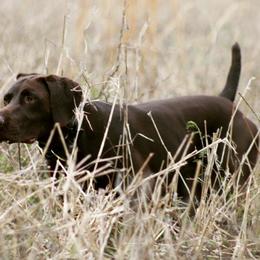 German Shorthaired Pointers and Rhodesian Ridgebacks from Kandarin Kennels
