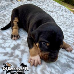 Male 1 - Black male Catahoula Leopard Dog puppy in Crestview, Florida from C4 Kennels of FL & AL