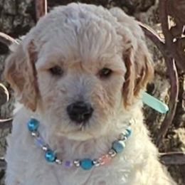 Double Doodle, Goldendoodle, and Labradoodle Puppies from The Doodle Ranch-California