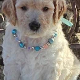 Double Doodle, Goldendoodle, and Labradoodle Puppies from The Doodle Ranch-California