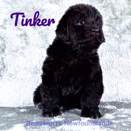 Tinker - Black female Newfoundland puppy in Cortez, Colorado from Bear Heart Newfoundlands, LLC