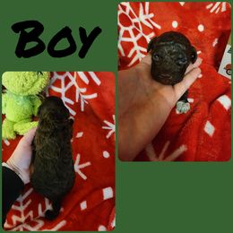 Lagotto Romagnolo and Poodle Puppies from Willow Creek Kennels
