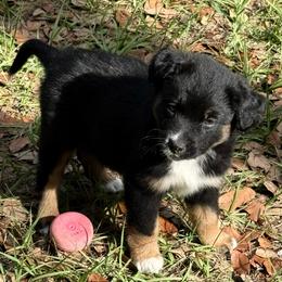 Beige - Black tri male Miniature Australian Shepherd puppy in Bartow, Florida from Peace Creek Aussies