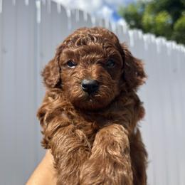 Goldendoodle and Poodle Puppies from Katy's Toy Poodles & Doodles