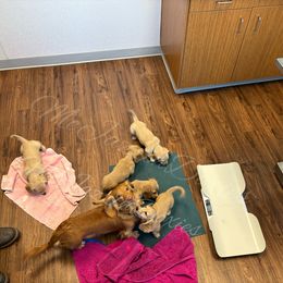 Dachshund Puppies from McJazzin Doxies